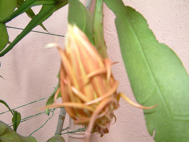 DSCF0050( 開花前 ).JPG